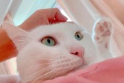 养狗会得什么病？小心这几种人宠共患病