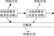 图解生态系统能量流动：单向流动，逐级递减10%-20%