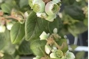 智慧渔+立体生态农业项目投产 蓝莓鱼虫双丰收