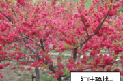 红叶碧桃盆景高清大图 庭院观赏树紫叶红花
