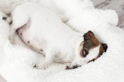 狗狗怀孕多久能看出来？早期迹象和判断方法