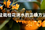 草木灰对盆栽花作用，养花高手都在用
