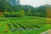 探秘武夷悬棺：九曲溪漂流必看的千年奇观