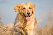 耳朵大的狗品种大盘点：阿富汗猎犬、小鹿犬等都有啥特点