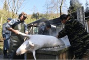 崇州生态大坪：高山腊肉香，年味自然浓