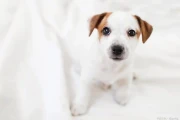 狗狗怀孕多久能看出来？一般在4周左右开始显怀