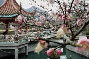 梅洋生态旅游村 五年巨变成赏梅胜地