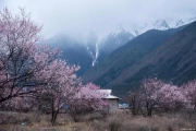 波密桃花与冰川同框 航拍美到窒息