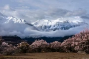 波密桃花：雪山脚下的藏东浪漫秘境