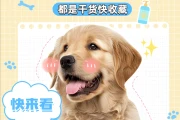 小狗呕吐没精神？别急，禁食观察或就医