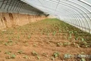 大棚西瓜栽苗温度怎么控？记住这几点不死苗