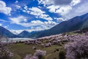 波密桃花：冰川脚下的粉色秘境，太震撼了