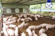 生态养猪技术：周期短、污染少，肉品质更高