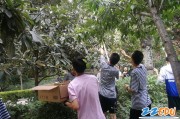 郑州九中枇杷丰收 学弟祝福高三学长金榜题名