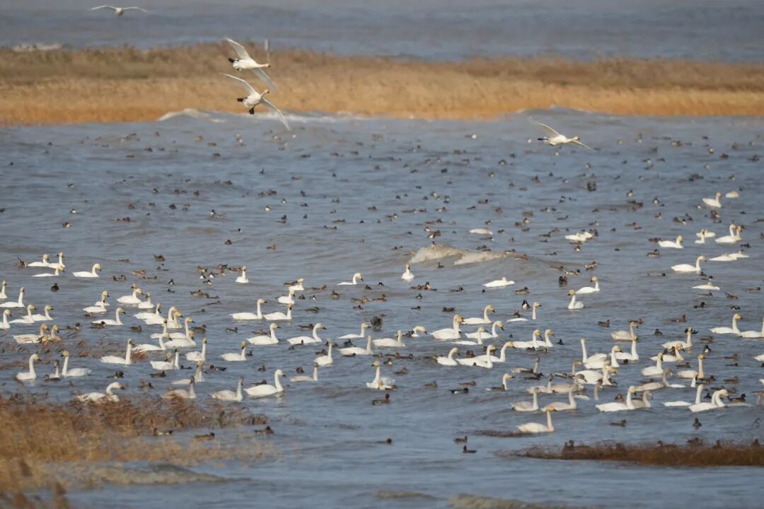 湿地生态系统特征_湿地定义_湿地重要性