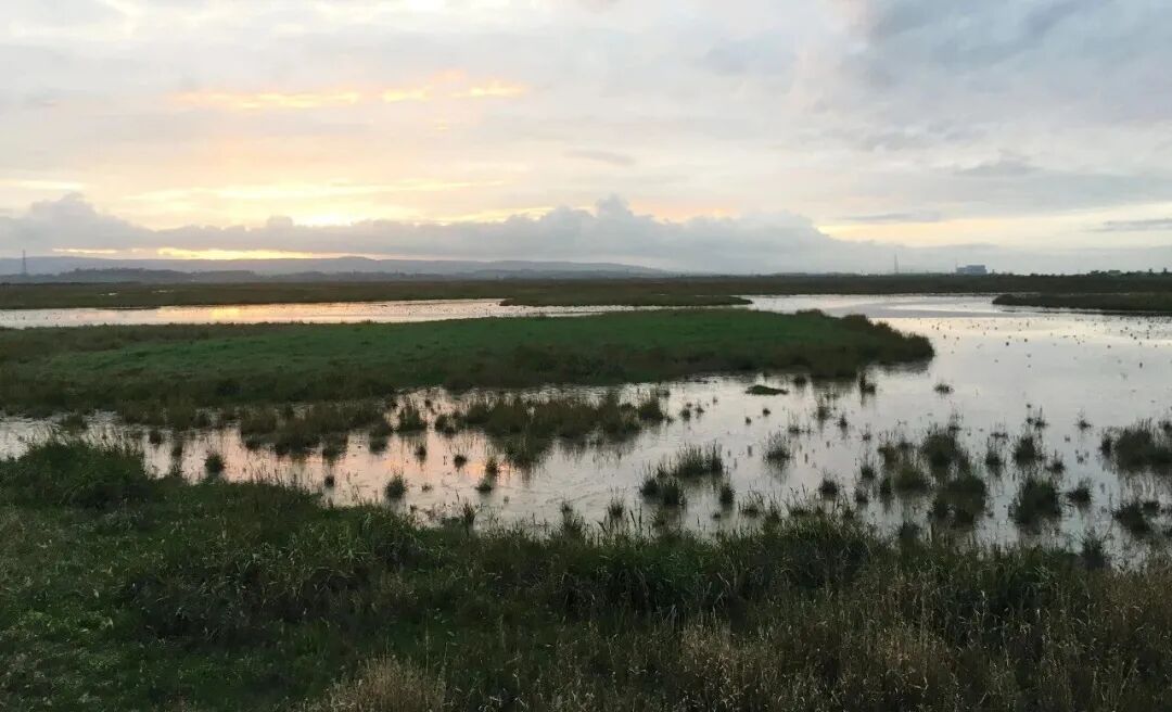 湿地定义_湿地重要性_湿地生态系统特征