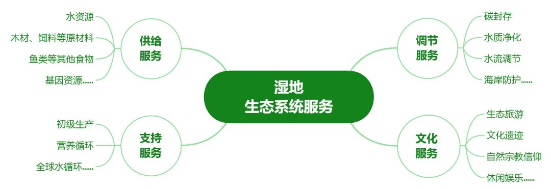 湿地生态系统特征_湿地重要性_湿地定义