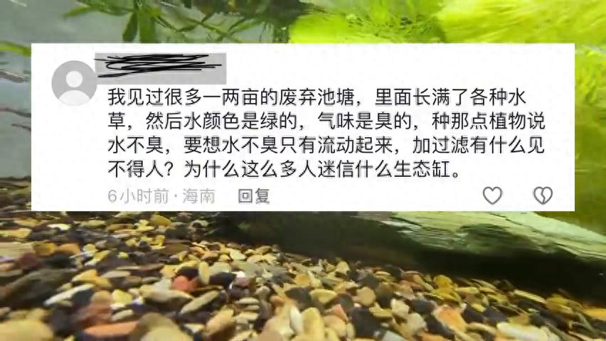 鱼缸 生态_生态缸养鱼失败原因_生态缸养鱼技巧
