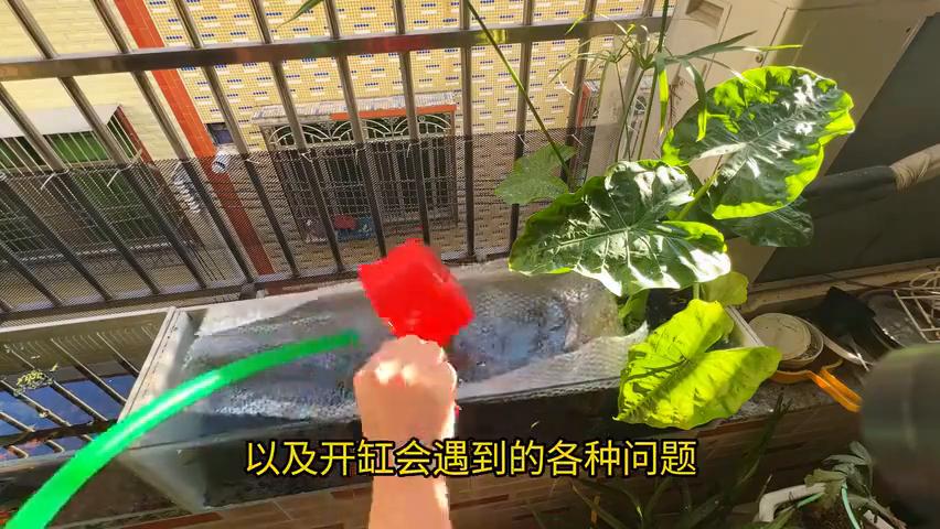 生态缸养鱼技巧_生态缸养鱼失败原因_鱼缸 生态