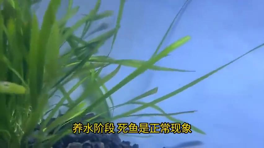 生态缸养鱼技巧_鱼缸 生态_生态缸养鱼失败原因
