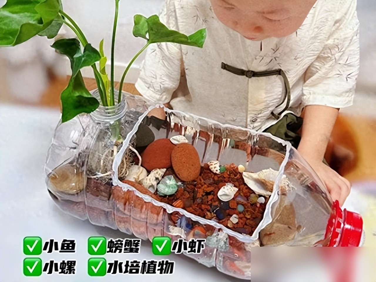 生态小鱼缸制作_低成本生态造景_鱼缸 生态
