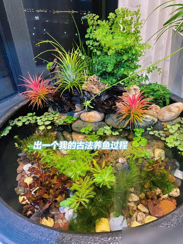 鱼缸 生态_低成本生态造景_生态小鱼缸制作