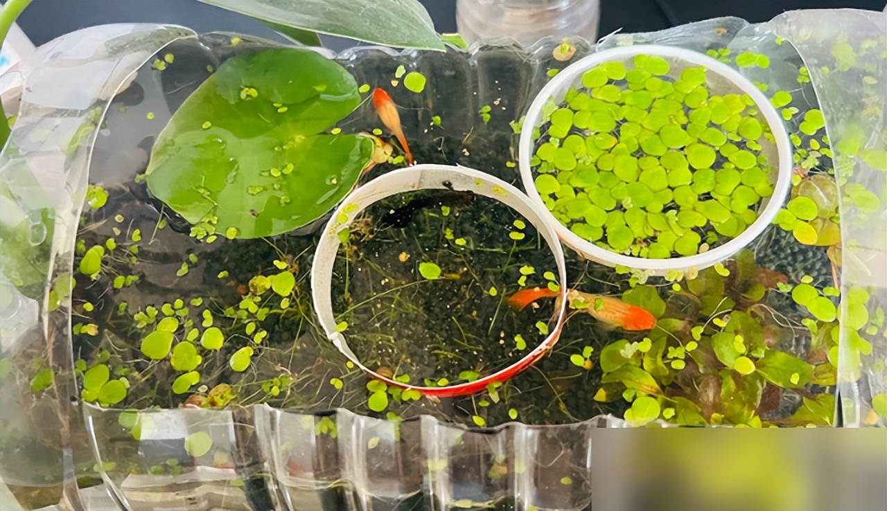 鱼缸 生态_废物利用生态缸_矿泉桶改造观赏鱼缸