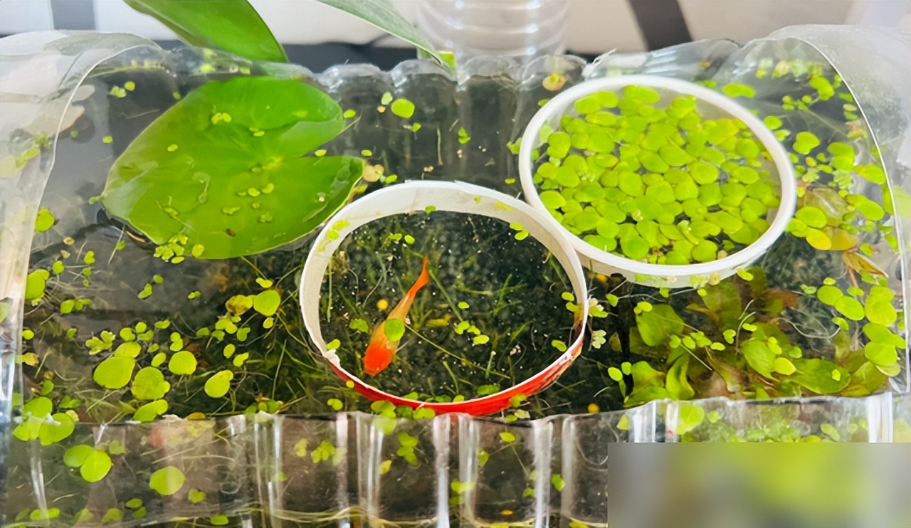 废物利用生态缸_矿泉桶改造观赏鱼缸_鱼缸 生态