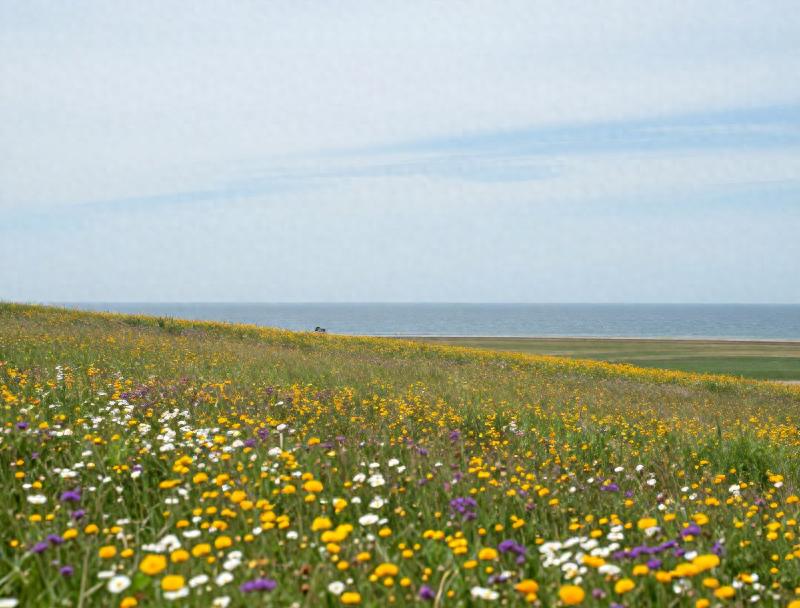 葫芦岛龙湾公园波斯菊_葫芦岛菊花岛宾馆_辽宁海边花海攻略