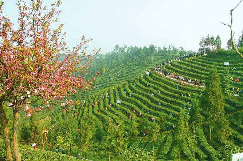 四川蒙顶山跃华茶业集团有限公司_四川蒙山茶传统制作技艺_四川南路边茶制作技艺