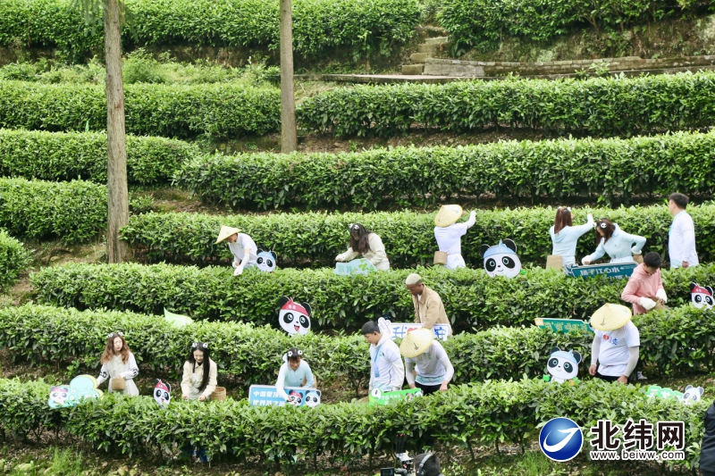 雅安市茶产业发展现状_雅安蒙顶山茶品牌建设_四川蒙顶山跃华茶业集团有限公司