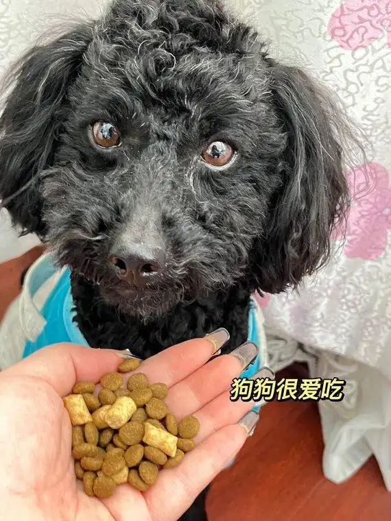 狗狗呕吐不吃不喝没精神应对策略_小狗呕吐没精神_幼犬呕吐腹泻症状分析