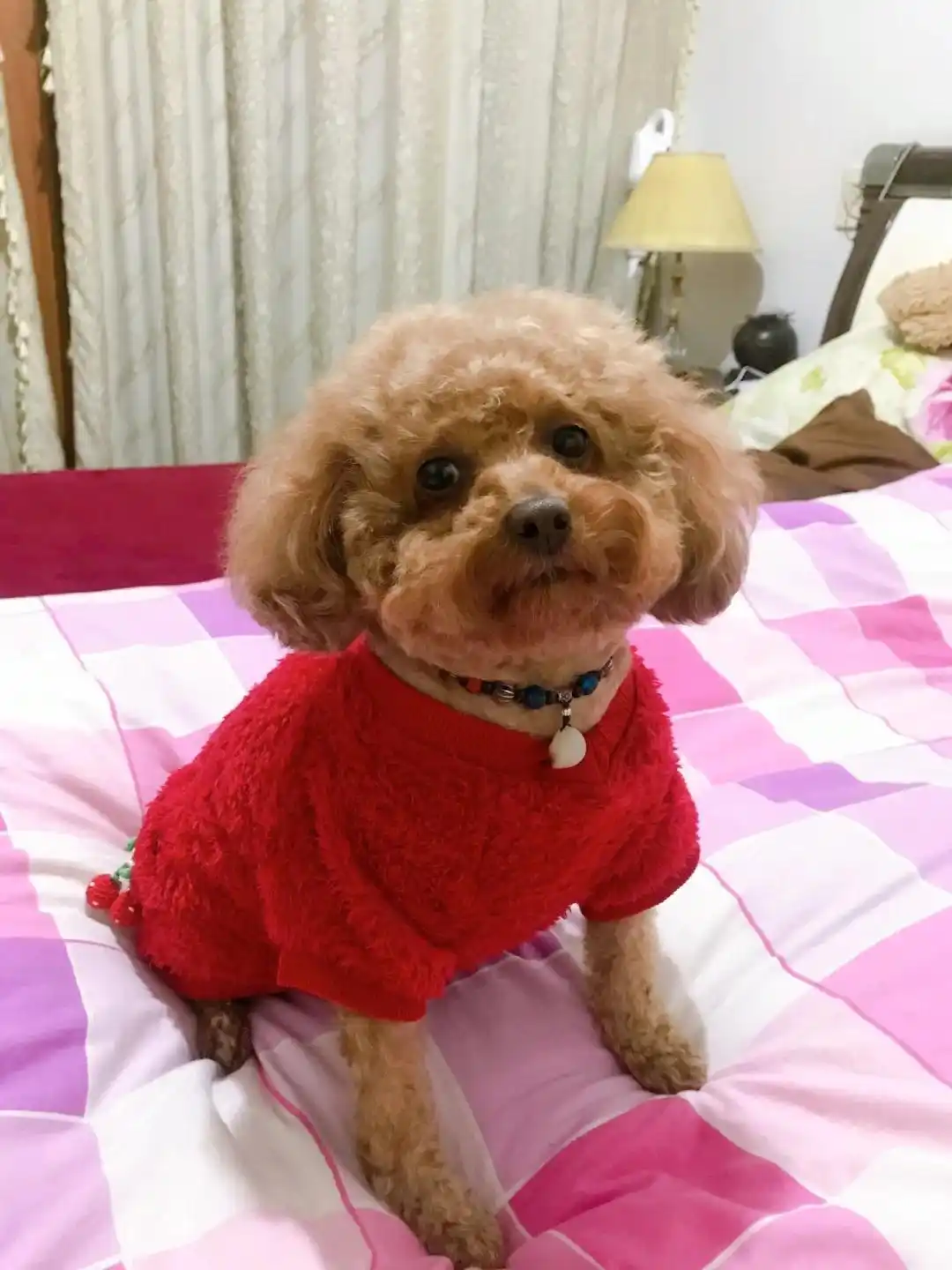 幼犬呕吐腹泻症状分析_小狗呕吐没精神_狗狗呕吐不吃不喝没精神应对策略