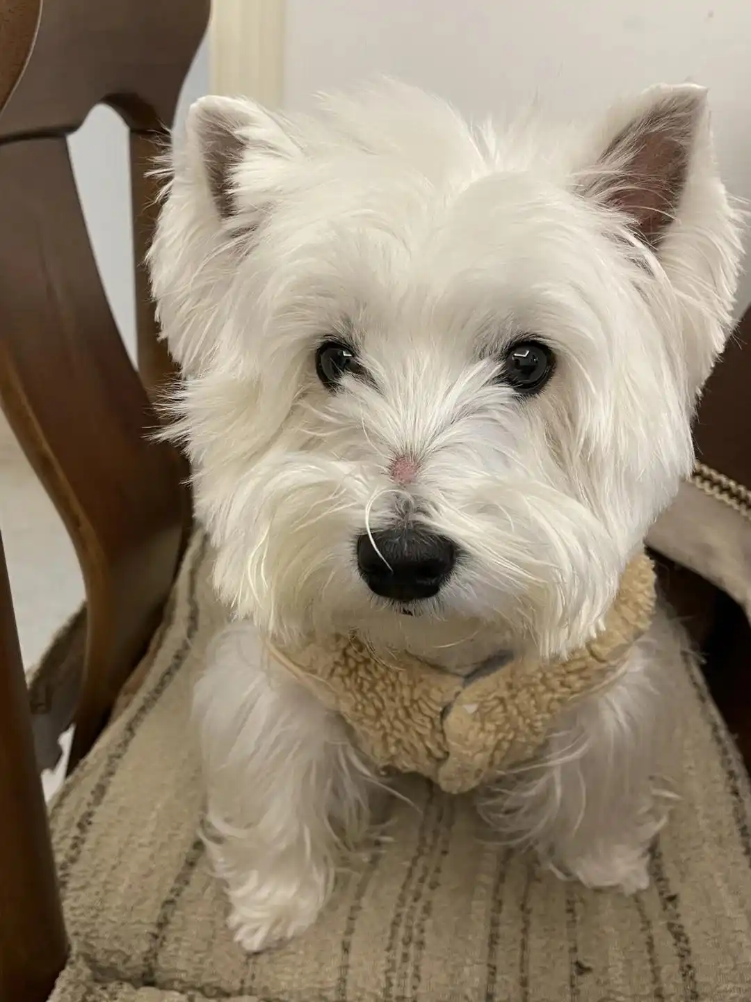 小狗呕吐没精神_幼犬呕吐腹泻症状分析_狗狗呕吐不吃不喝没精神应对策略