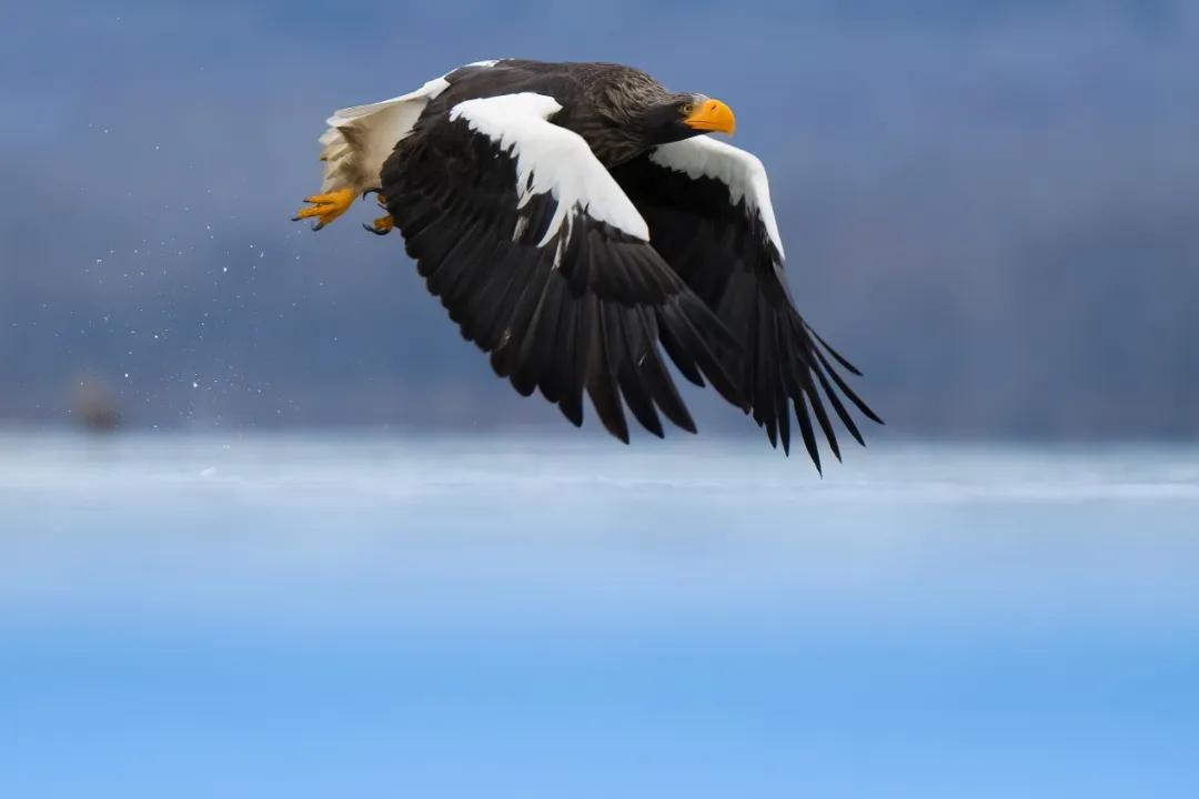 尼康金镜头_尼康Z8 尼克尔 Z 180-600mm f/5.6-6.3 VR 野生动物摄影