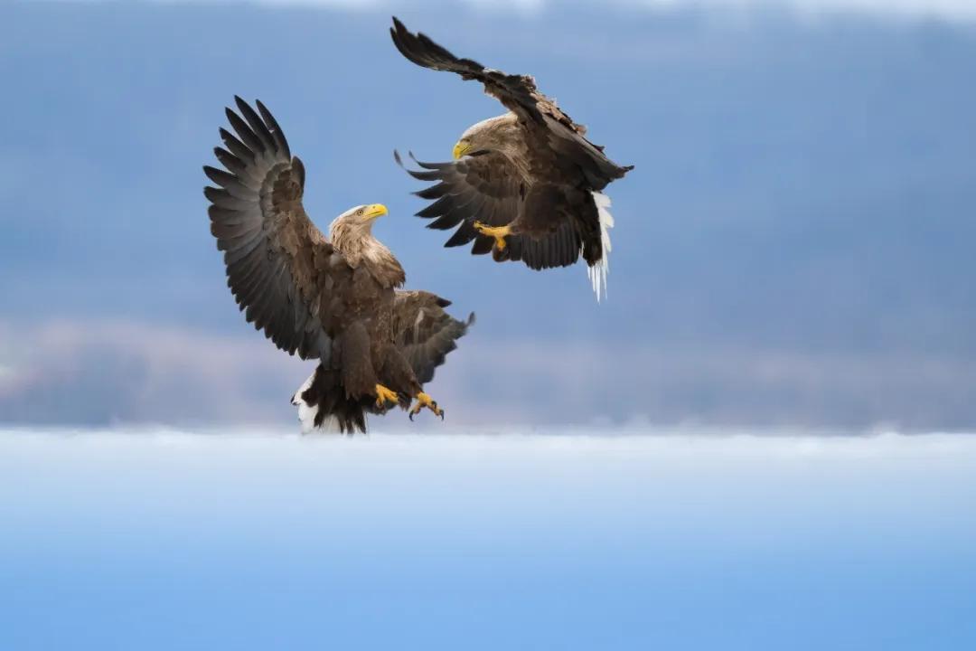 尼康Z8 尼克尔 Z 180-600mm f/5.6-6.3 VR 野生动物摄影_尼康金镜头