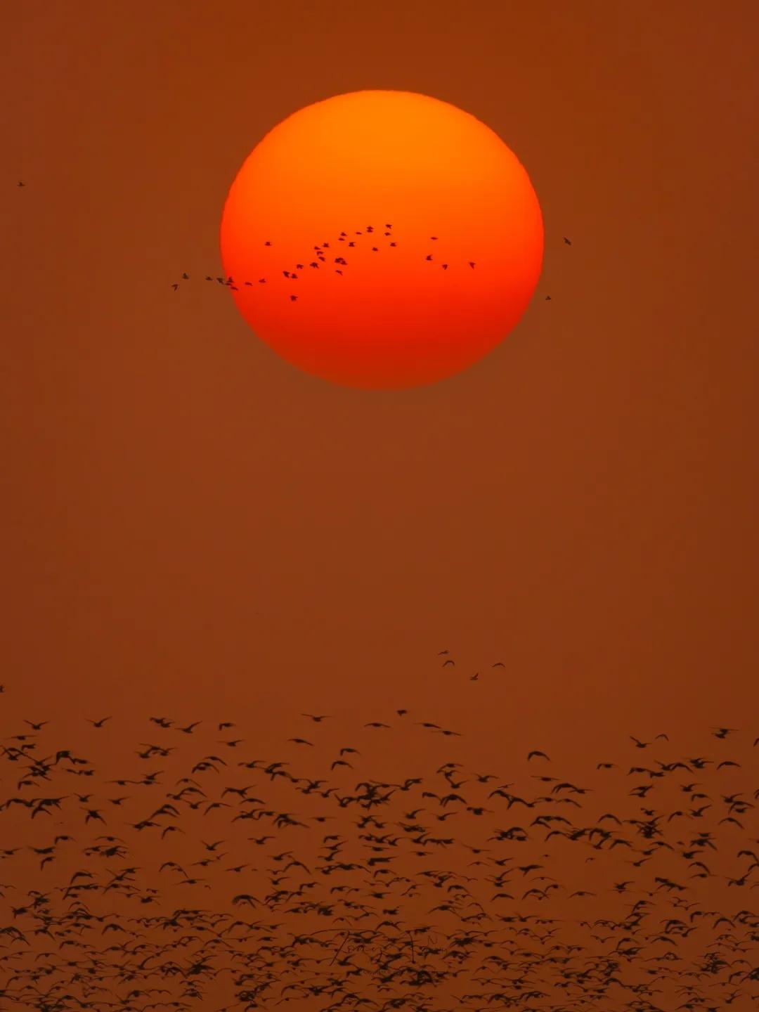 尼康Z8 尼克尔 Z 180-600mm f/5.6-6.3 VR 野生动物摄影_尼康金镜头