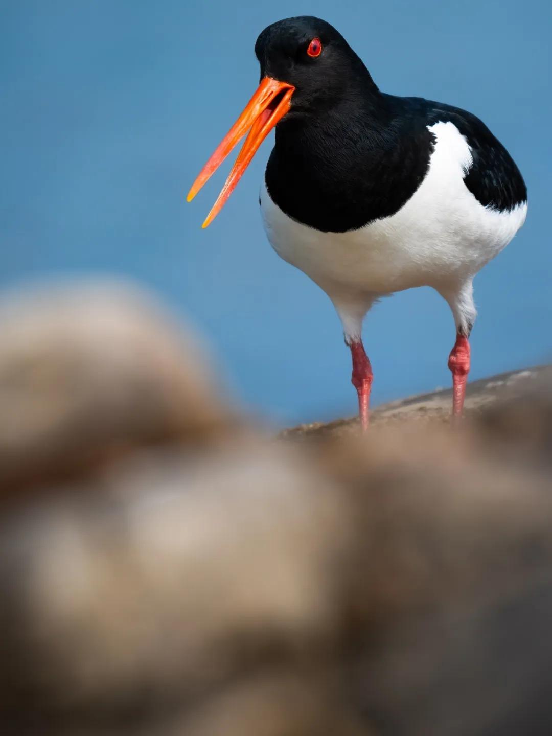 尼康金镜头_尼康Z8 尼克尔 Z 180-600mm f/5.6-6.3 VR 野生动物摄影