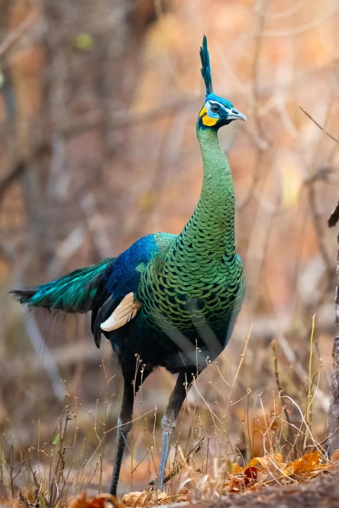 尼康金镜头_尼康Z8 尼克尔 Z 180-600mm f/5.6-6.3 VR 野生动物摄影