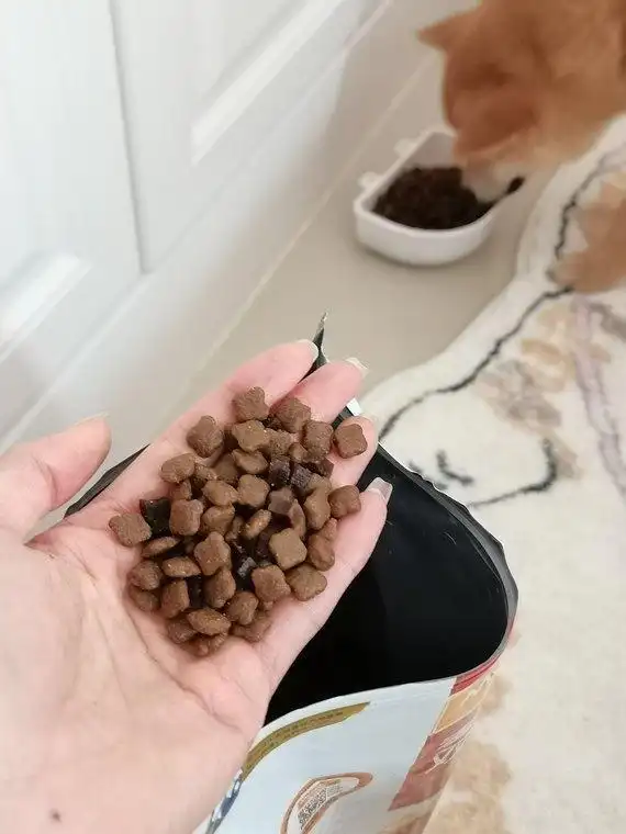 狗狗急性胃肠炎症状与治疗_小狗呕吐没精神_狗狗呕吐没精神怎么办