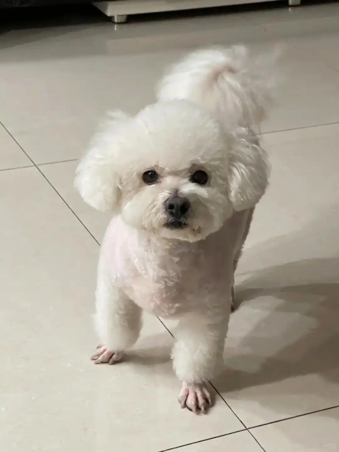 狗狗呕吐没精神怎么办_小狗呕吐没精神_狗狗急性胃肠炎症状与治疗