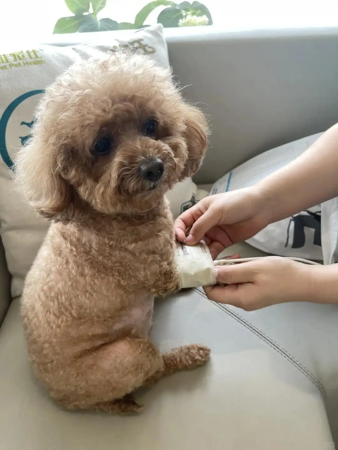 小狗呕吐没精神_狗狗呕吐没精神怎么办_狗狗急性胃肠炎症状与治疗