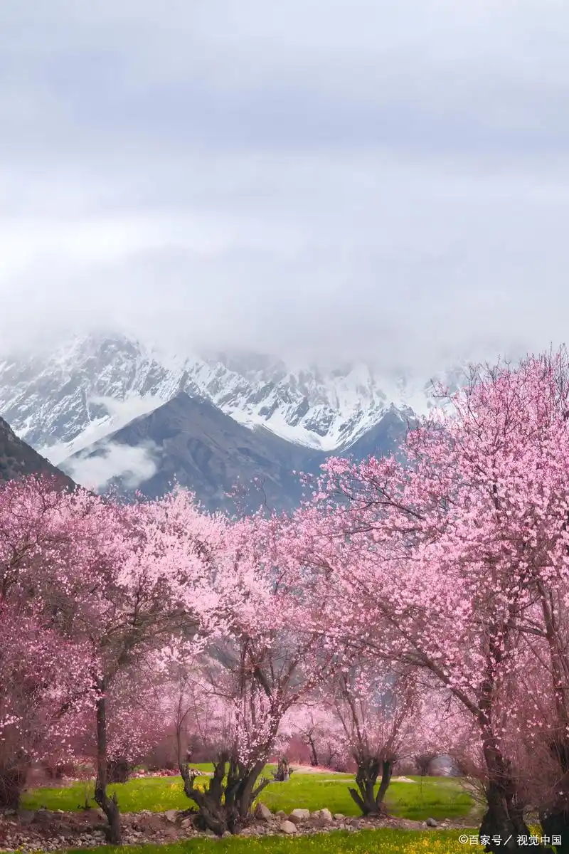 索松村观景台_波密桃花节_波密桃花