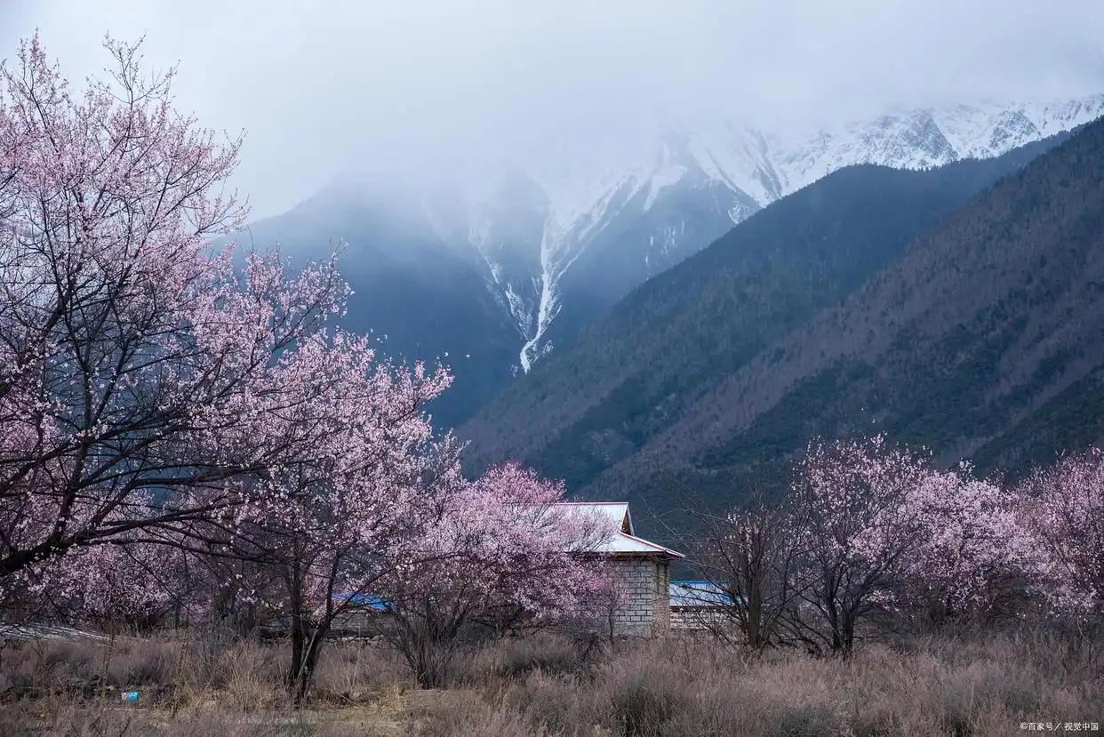 波密桃花_波密桃花沟米堆冰川旅游攻略_波密桃花冰川航拍