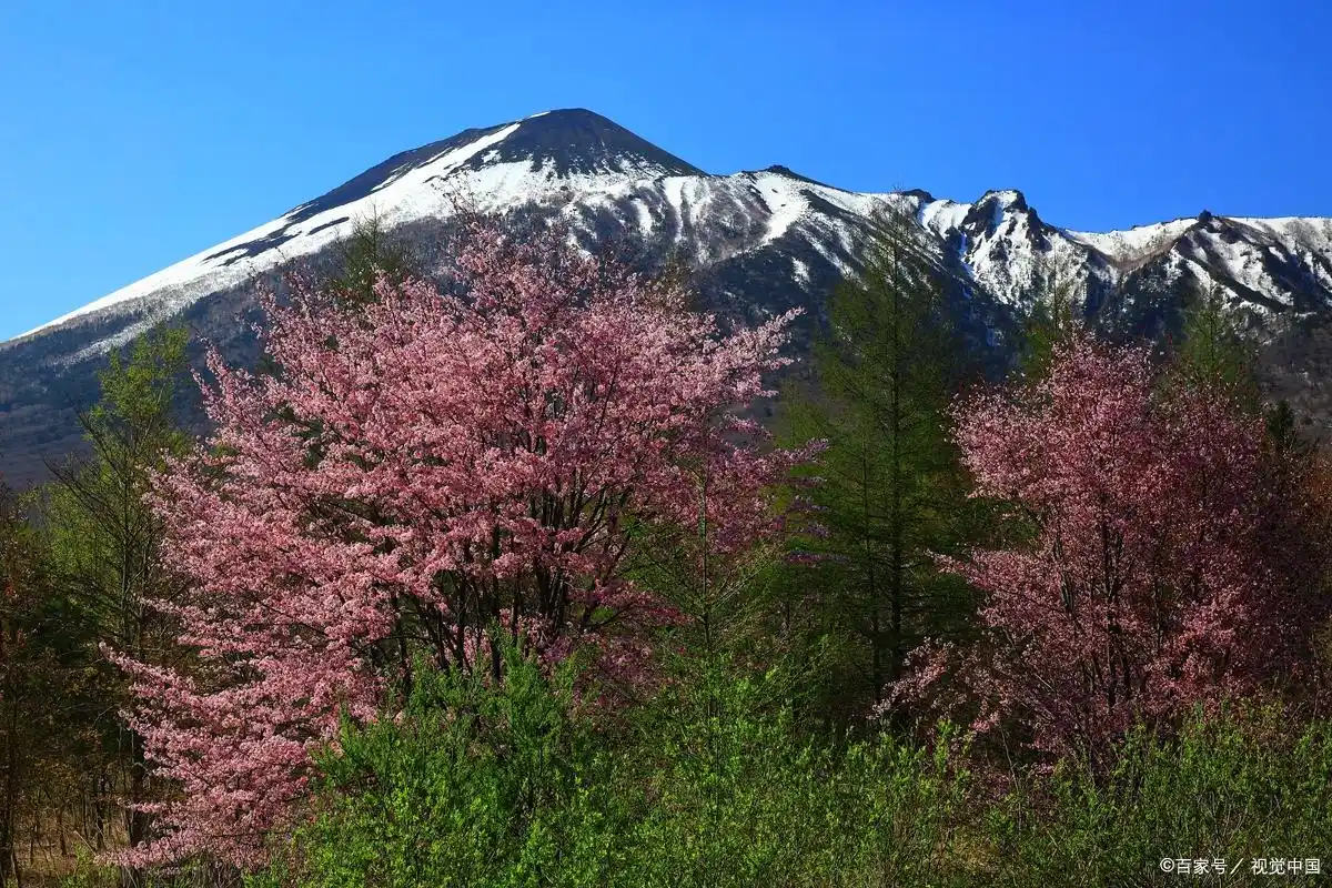 藏东南桃花秘境波密旅游攻略_波密桃花与冰川景观_波密桃花