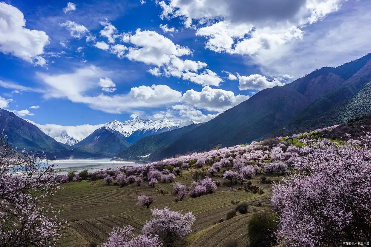 波密桃花_波密桃花沟_冰川与桃花同框