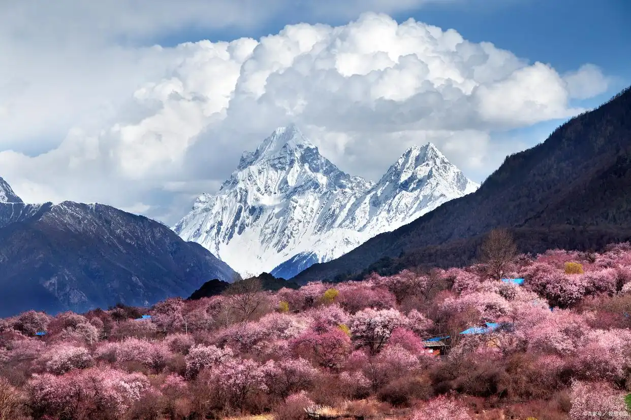 波密桃花沟_冰川与桃花同框_波密桃花