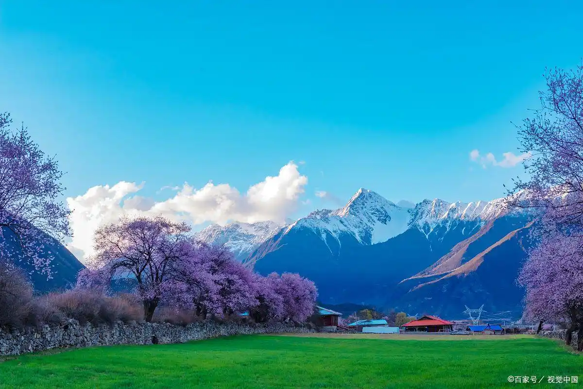 波密桃花沟_波密桃花_冰川与桃花同框