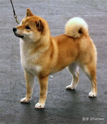 柴犬外形特征_柴犬的耳朵什么时候会立起来_柴犬性格特点