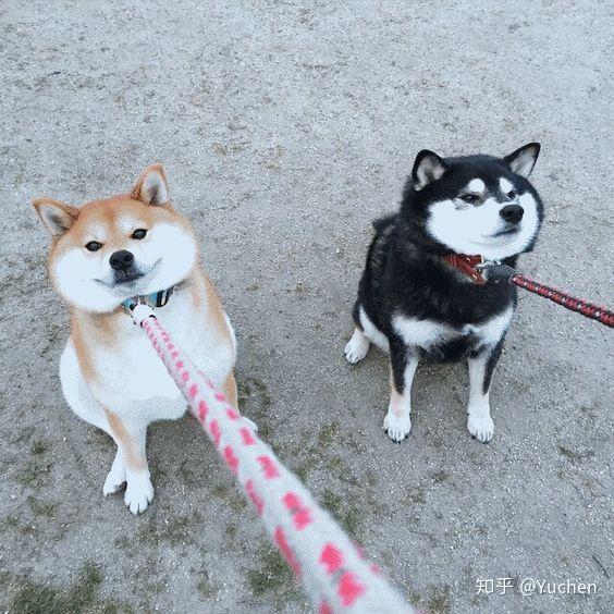 柴犬外形特征_柴犬的耳朵什么时候会立起来_柴犬性格特点